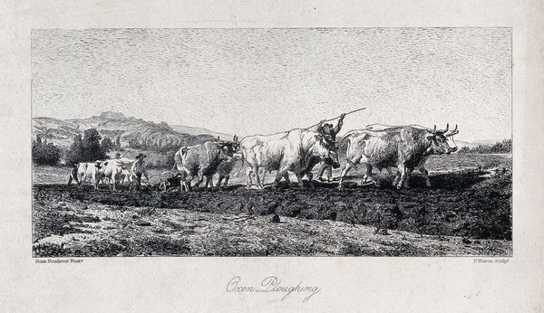 A team of oxen being made to pull a plough. Engraving by P. Moran after R. Bonheur.