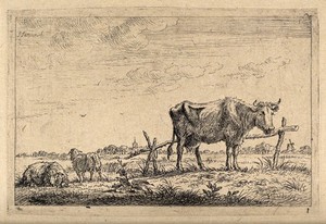 view A cow and two sheep in a field. Etching by J. Janson the elder, 17--.