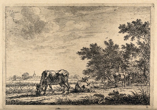 Cows grazing and resting in a field. Etching by J. Janson, the elder.