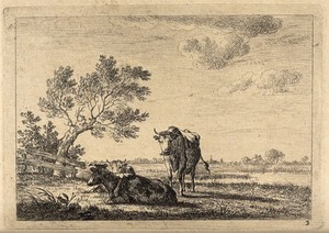 view Cows standing and lying in a field. Etching by J. Janson, the elder.