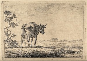 view A cow gazing out across a field. Etching by J. Janson, the elder.