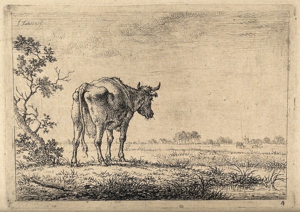 A cow gazing out across a field. Etching by J. Janson, the elder.