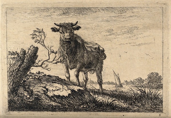 A cow bellowing in a field by a lake. Etching by J. Janson, the elder.