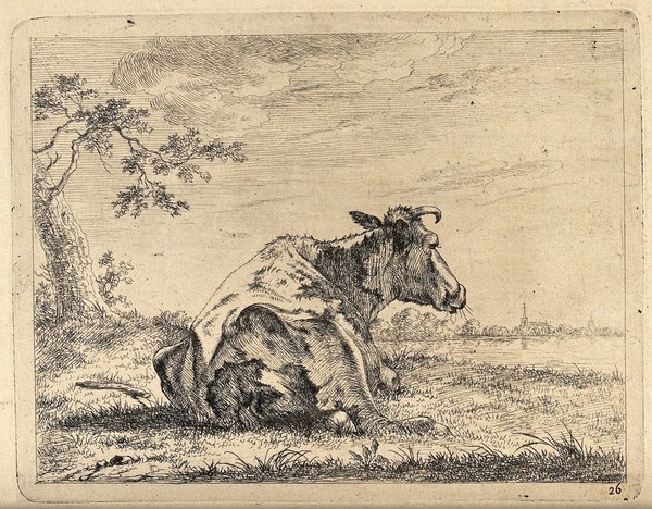 A cow at rest lying in a field. Etching, possibly by J. Janson, the elder.