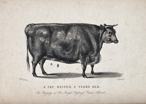 A fat, 3 year old heifer. Etching by T. Hatton after W.H. Davis.