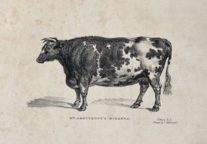 view A short horned cow. Lithograph by J. Ward, ca 1824.