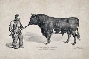 view A short horned bull. Lithograph by J. Ward, ca 1837.