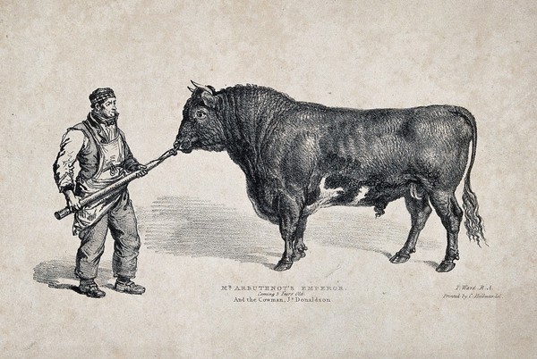 A short horned bull. Lithograph by J. Ward, ca 1837.