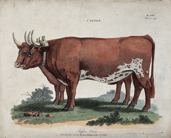 Two oxen harnessed to a yoke. Coloured etching, ca 1808, after Scott.