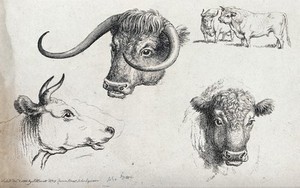 view Three cows' heads, including one long horn and a short horn, and a small scale bull and cow. Etching, ca 1801.