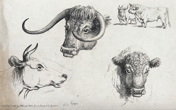 Three cows' heads, including one long horn and a short horn, and a small scale bull and cow. Etching, ca 1801.