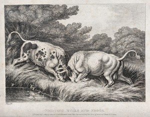 view Two bulls fighting by a pond sending frogs leaping into the water. Etching by W.-S. Howitt, ca 1800.