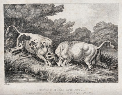 Two bulls fighting by a pond sending frogs leaping into the water. Etching by W.-S. Howitt, ca 1800.