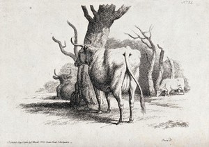 view Cows resting and grazing under some trees. Etching by W.-S. Howitt, ca 1801.