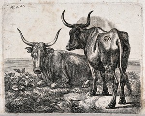 view Two Polish oxen by a river or lake. Etching by J.A. Klein, 1818.