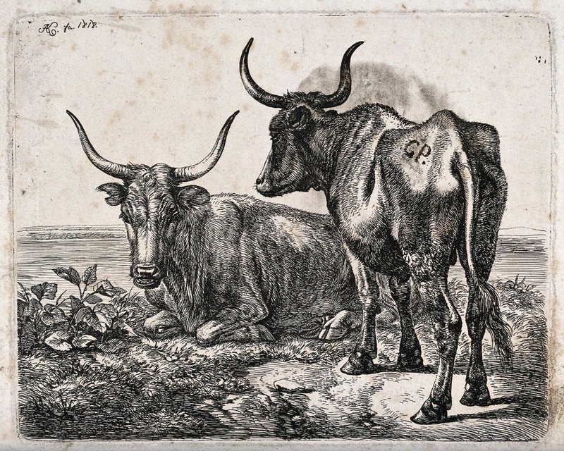 Two Polish oxen by a river or lake. Etching by J.A. Klein, 1818., 1818, by Johann Adam Klein