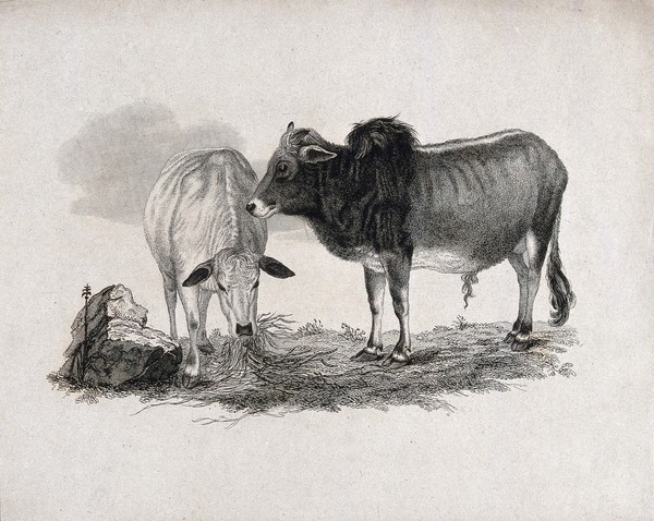 A bull standing with a cow eating hay from the ground. Etching.