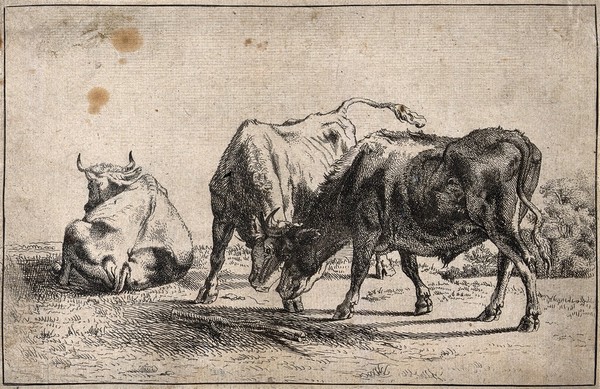 Two cattle fighting while a third one lies facing away from them. Etching.