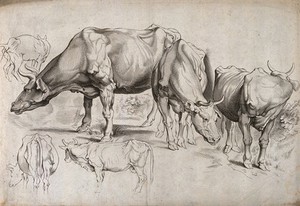 view A study of cows in various positions. Engraving.