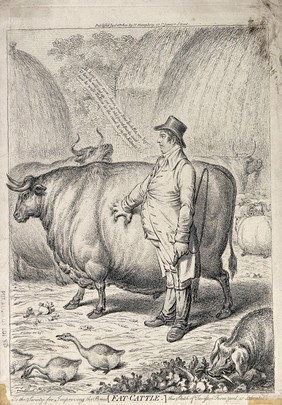 A fat judge pinching and admiring the fat on the side of a fat bullock. Etching by J. Gillray, ca 1802.