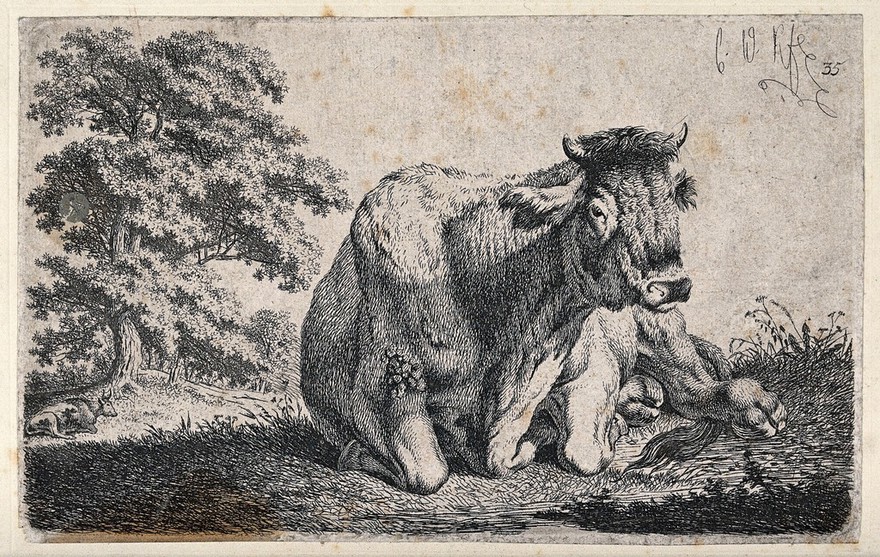 A cow lying in a field. Etching by C.-W. Kolbe, the elder, ca 1835.