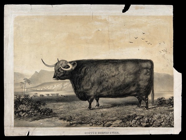A Scotch horned steer standing in an open landscape with hills beyond. Lithograph by A. M. Gauci after himself, 1868.