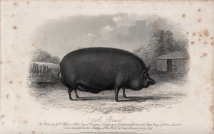 view A boar. Etching by J. Scott, ca 1850, after W.H. Davis.