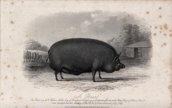 A boar. Etching by J. Scott, ca 1850, after W.H. Davis.