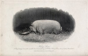 view A prize boar. Etching by E. Hacker, ca 1867, after E. Corbet.