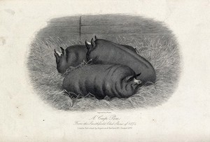 view A pen of three pigs. Etching by E. Hacker, ca 1874.