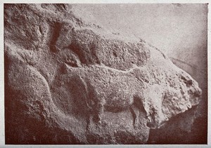 view Sculptures of two oxen carved in sandstone in the Museum of Les Eyzies in France. Reproduction of a photograph.