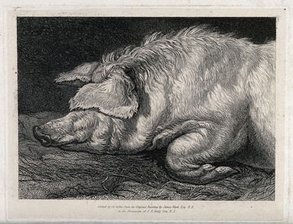 The head and front leg of a sleeping pig. Etching by J.C. Zeitter after J. Ward.