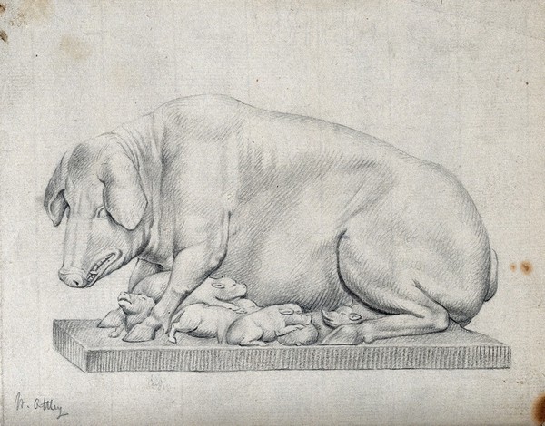 A statue of a hog with litter of suckling piglets. Pencil drawing by W. Ottley.