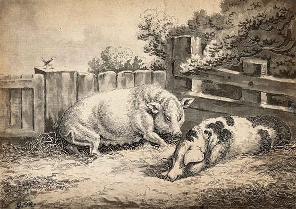 Two pigs lying in straw in an outdoor pen. Etching with aquatint and grey wash after G. Morland(?).