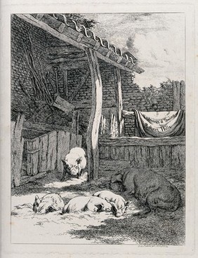 An outdoor pen of five pigs with the interior of a farm shed behind. Etching by R. Hills, ca 1815.