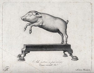 view The statue of a lively, leaping pig. Engraving by I. Frezza after G.E. Morghen (?).