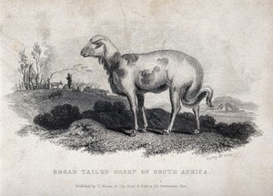 view A broad tailed sheep from South Africa. Engraving by McGahey after S. Daniell, ca 1806.