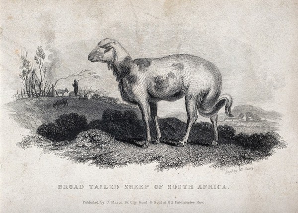 A broad tailed sheep from South Africa. Engraving by McGahey after S. Daniell, ca 1806.