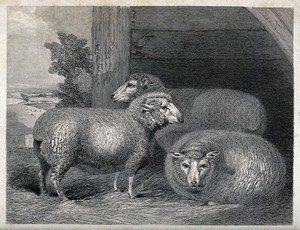 view Three anglo-merino sheep in an open stall. Etching, ca 1839.