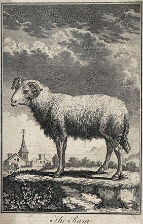 A ram standing on a hill above a village. Wood engraving.