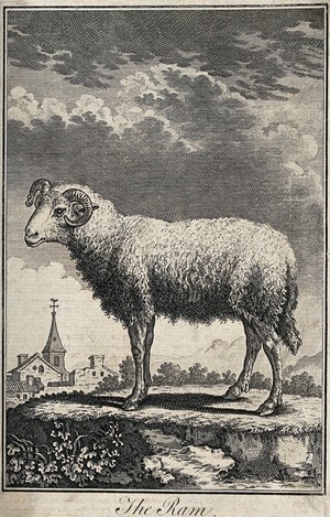 view A ram standing on a hill above a village. Wood engraving.