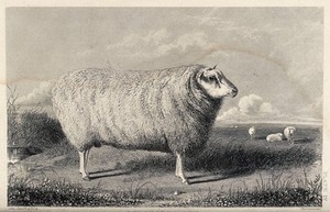 view A Leicester tup standing in a field. Etching by T. Landseer after J. Sheriff.