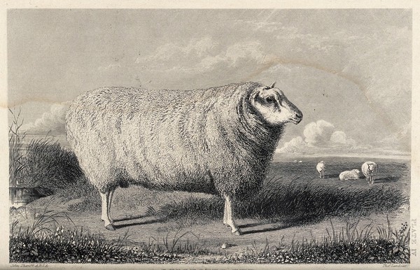 A Leicester tup standing in a field. Etching by T. Landseer after J. Sheriff.