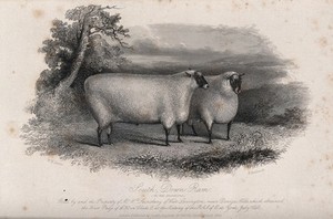 view A South Down ram viewed in two positions. Etching by H. Beckwith, ca 1849, after W.H. Davis.