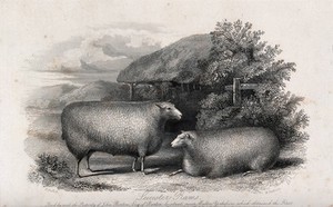 view Two Leicester rams. Etching by H. Beckwith, ca 1849, after H. Strafford.