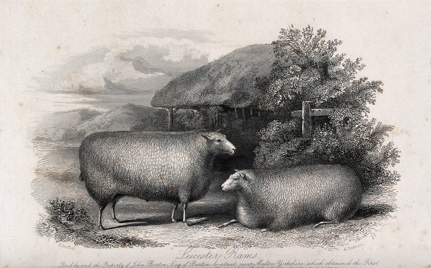 Two Leicester rams. Etching by H. Beckwith, ca 1849, after H. Strafford.