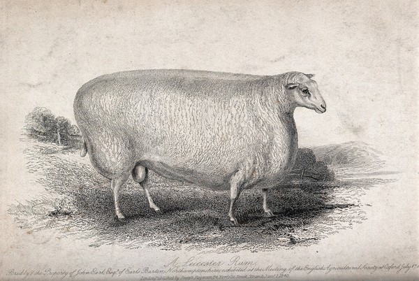 A Leicester ram. Etching, ca 1839.