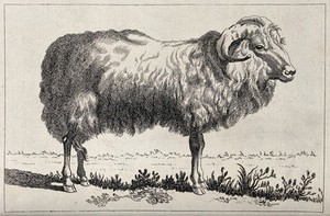 view An upland breed of sheep. Etching.