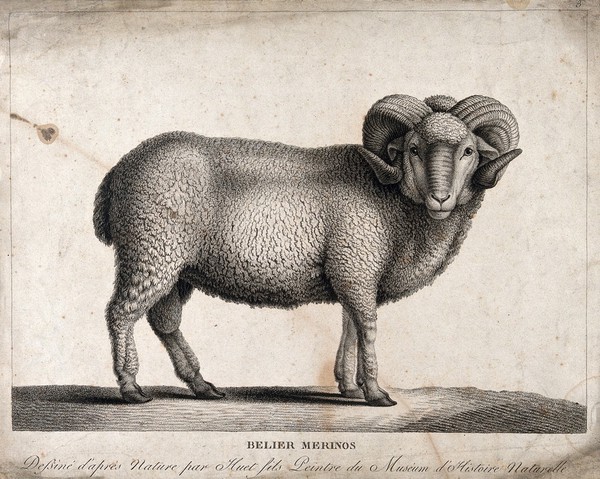 A merino ram. Lithograph after N. Huet, the elder.