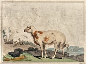 view A broad tailed sheep from South Africa. Coloured aquatint by T. Medland, ca 1806, after S. Daniell.